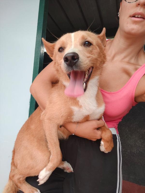 💔 MAMBO – NON LASCIARLO IN CANILE 💔 Foto 10